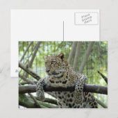 Modèle de carte postale 6x4 (Devant / Derrière)