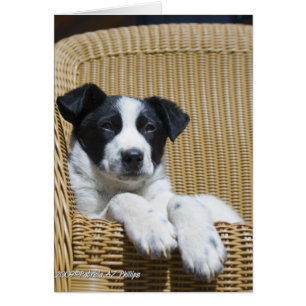Modèle de carte Vous êtes dans mes pensées chiot B