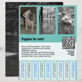 modèle de flyer de chiots à vendre avec code QR (Devant / Derrière)