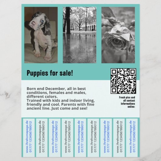 modèle de flyer de chiots à vendre avec QR code (Devant)