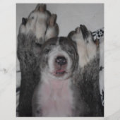 modèle de flyer de chiots à vendre avec QR code (Dos)
