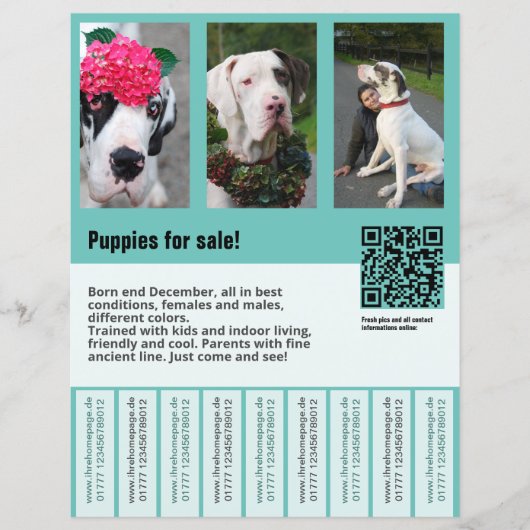modèle de flyer de vente de chien (Devant)