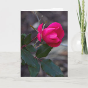 Modèle de photo de rose rose en pensant à vous