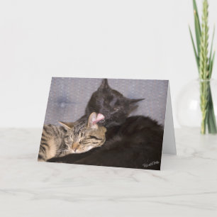 Modèle de photographie de chatons mignons qui vous