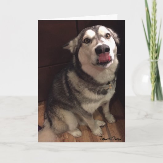 Modèle de photographie de Malamute d'Alaska mignon (Devant)