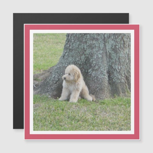 Modèle de souvenir de photo moderne Magnet Rose Fé (Devant / Derrière)