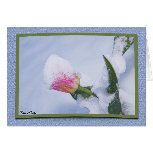 Modèle de tulipe rose neigeuse pour penser à vous (Devant horizontal)