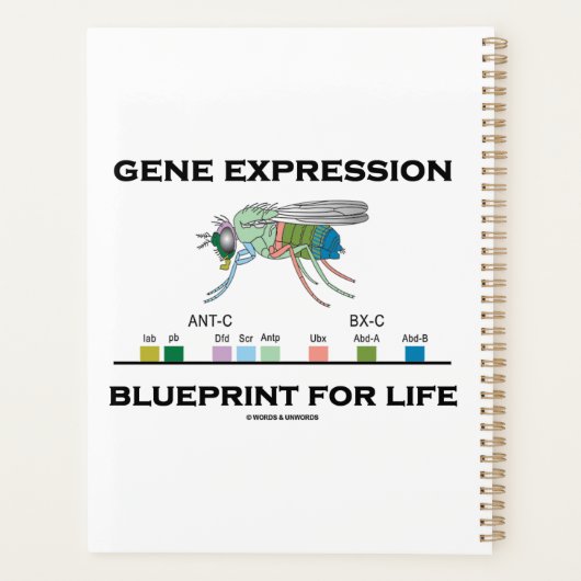 Modèle D'Expression Génétique Pour Les Gènes Homéo (Dos)