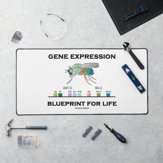 Modèle D'Expression Génétique Pour Les Gènes Homéo (Poste de travail)