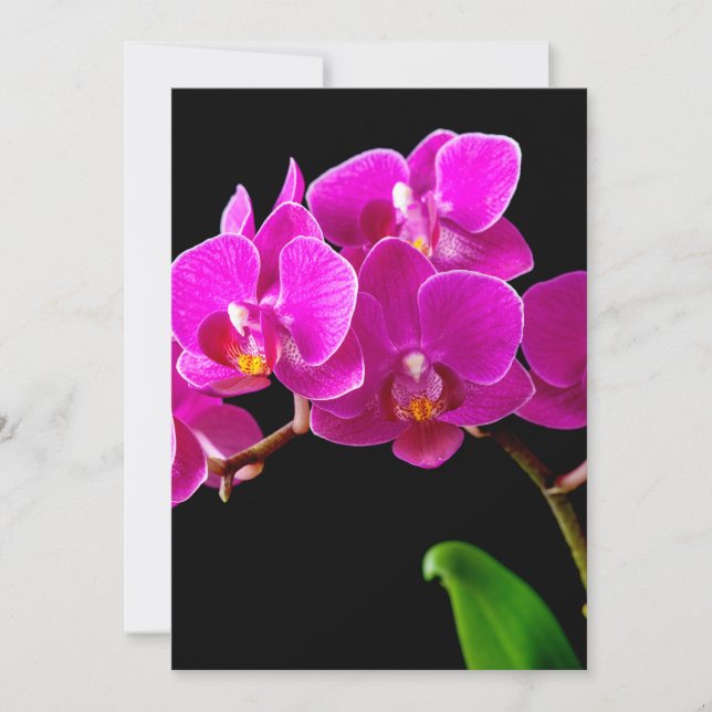 Modèle d'orchidées roses chaudes Dendrobium Orchid (Devant)