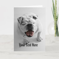 Modèle génial de bouledogue - félicitations