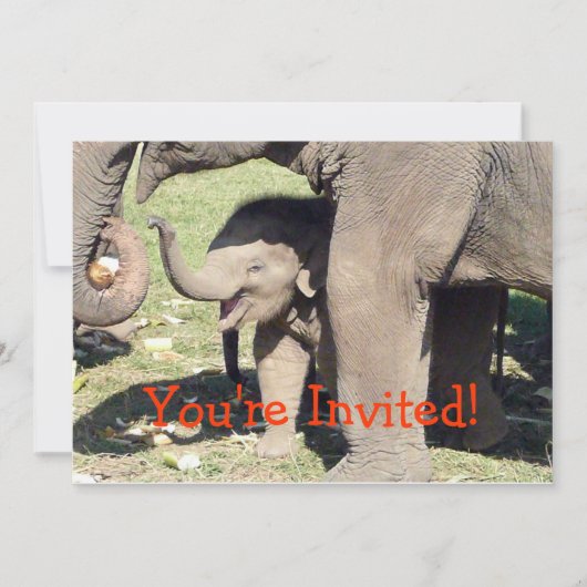 Modèle Invitations d'éléphants de bébés (Devant)