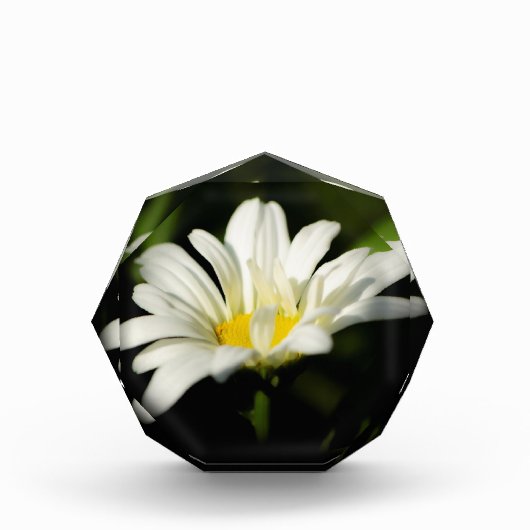 Modèle octogonal de blocs photo (Devant)