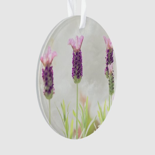 modèle ornemental clair (devant)