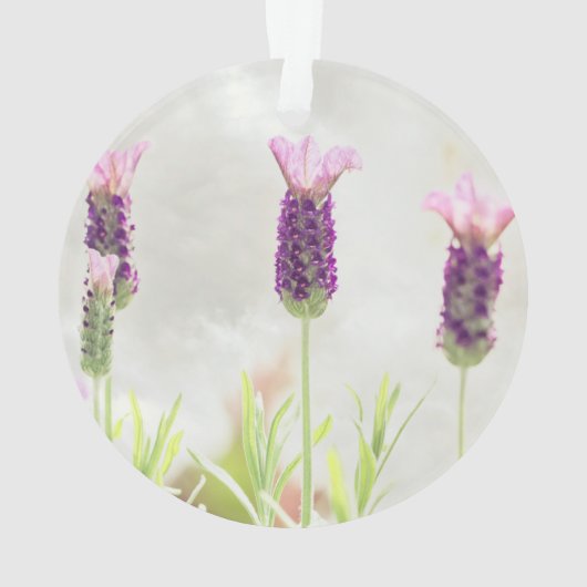 modèle ornemental clair (dos)