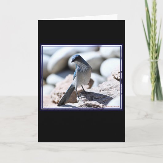 Modèle Scrub-Jay de Woodhouse pour la caméra. (Devant)