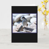 Modèle Scrub-Jay de Woodhouse pour la caméra. (Fleur jaune)