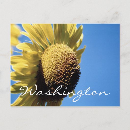 Modèle Sunflower de la carte postale Washington (Devant)