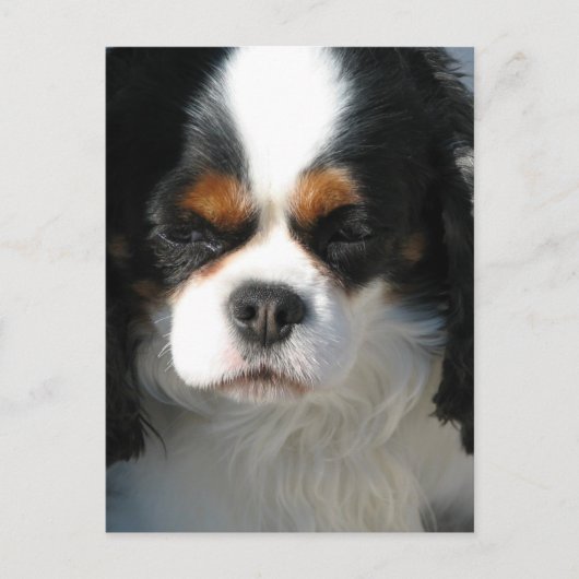 Modèle vertical carte postale - Customisé (Devant)