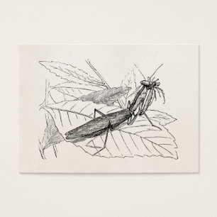 Modèle vintage d'insecte de mante de prière