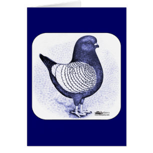 Modena Argent Pigeon