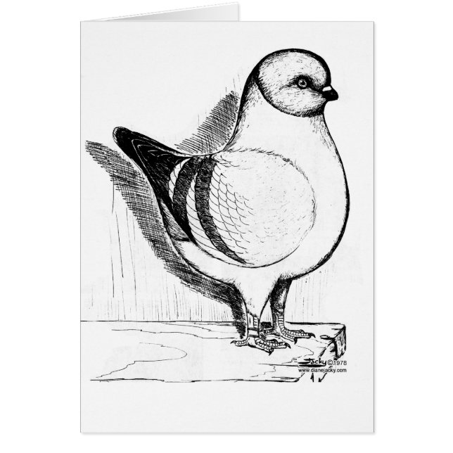 Modena Gazzi Pigeon 1978 (Voorkant)