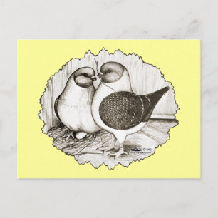 Modena Gazzi Pigeons Briefkaart