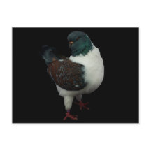 Modena Pigeon Briefkaart