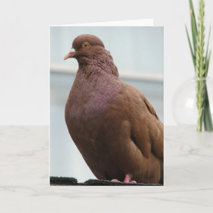 Modena Pigeon genaamd Big Red Kaart