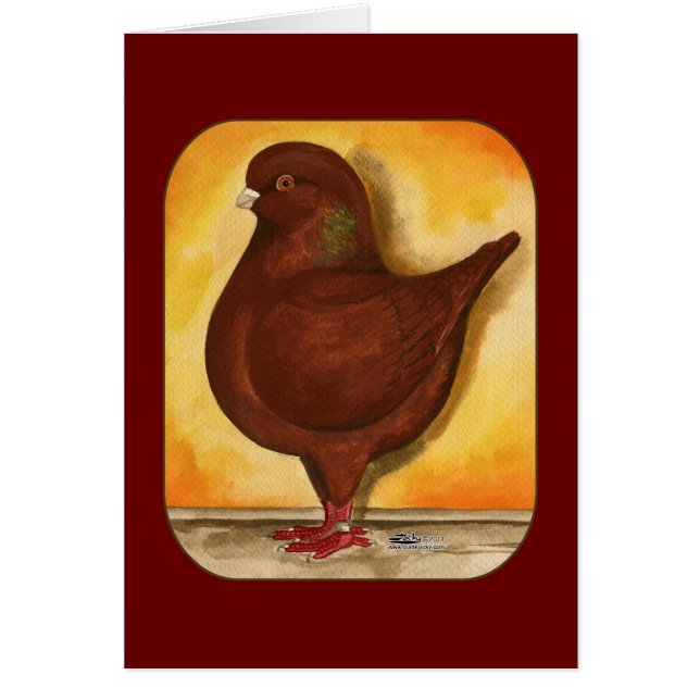 Modena Red Schietti Pigeon (Devant)