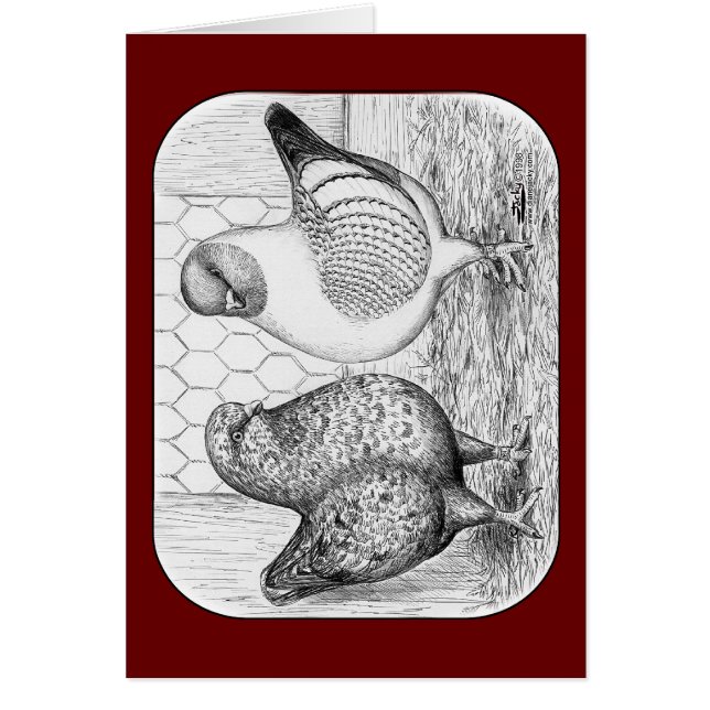 Modène deux pigeons (Devant)