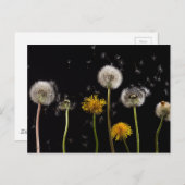 Modern Black Dandelion Briefkaart (Voorkant / Achterkant)