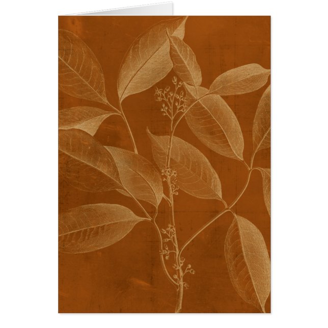 Modern Botany VI (Voorkant)