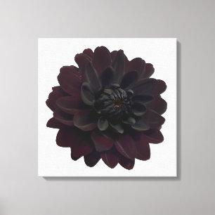 Modern Floral Black Dahlia Flower Canvas Afdruk