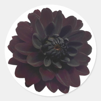Modern Floral Black Dahlia Flower Ronde Sticker