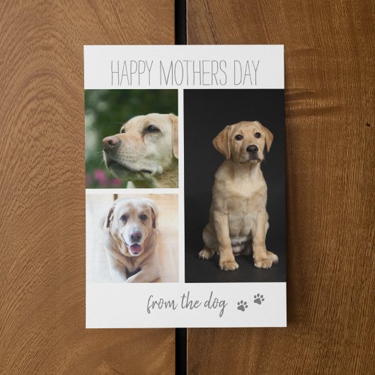 Moderne 3 fotocollage | Van de hond Feestdagenkaart