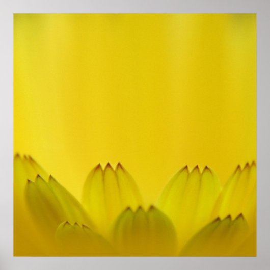 Moderne Abstracte gele kronkelbloemen Poster (Voorkant)