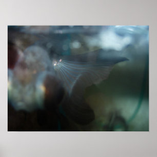 Moderne artistieke vis poster