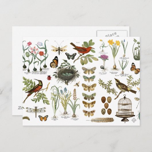 moderne botanische vogels en bloemen briefkaart (Voorkant / Achterkant)