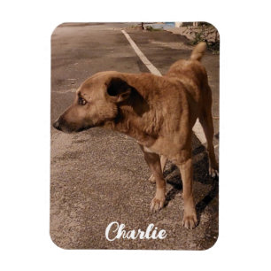 Moderne eenvoudige huisdier foto magneet