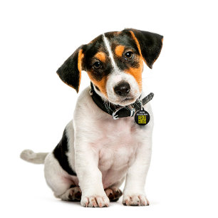 Moderne Eenvoudige ID QR Hond Huisdierpenning