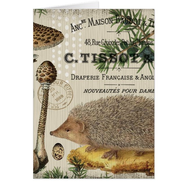 moderne  egel (Voorkant)