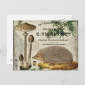 moderne  egel briefkaart (Voorkant / Achterkant)