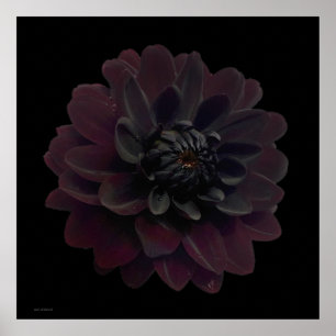 Moderne Floral Pop Art Black Dahlia Flower on Blac Poster
