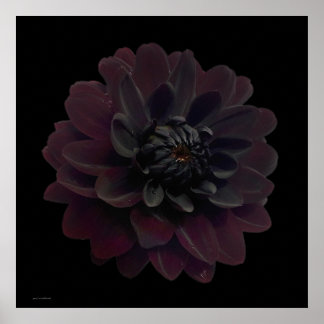 Moderne Floral Pop Art Black Dahlia Flower on Blac Poster