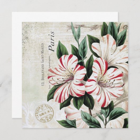 moderne franse amarylis (Voorkant / Achterkant)