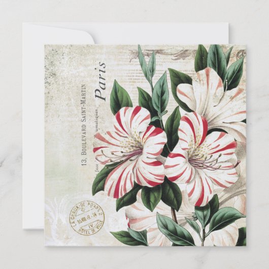 moderne  franse amarylis (Voorkant)