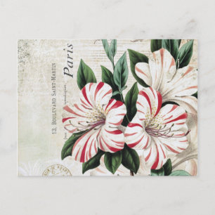 moderne  franse amarylis briefkaart