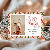 Moderne Grappige Kerstmis, Furry en Bright Dog Fot