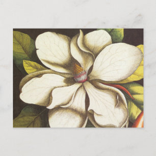 moderne magnolia briefkaart
